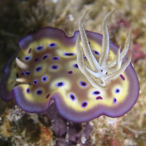 s-chromodoris2