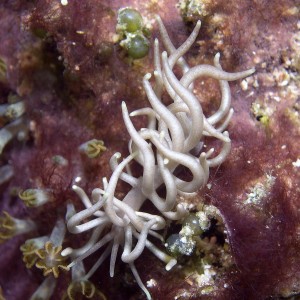 nudi-phyllodesmium