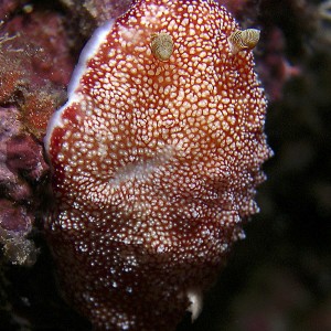 nudi-reticulated-chromodori