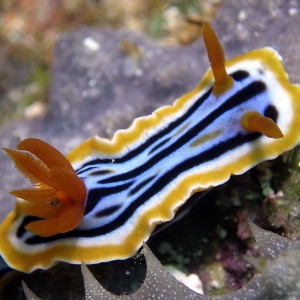 nudi-strigate-chromodoris