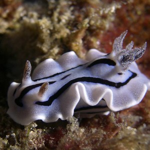 nudi-willani-chromodoris