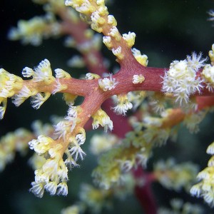 red-gorgonian-polyps