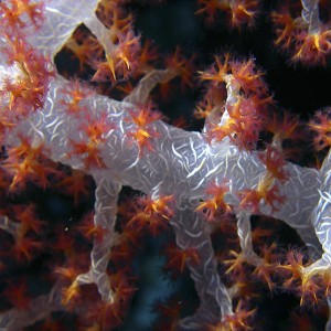 softcoral-closeup2