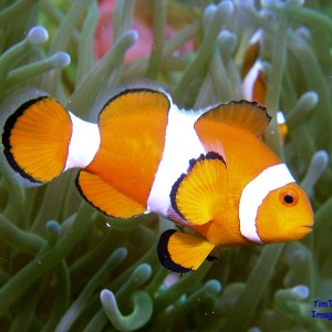 clownfish-close