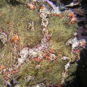 green-frogfish