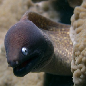 moray2