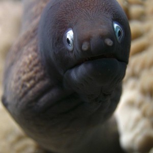 portrait-of-a-moray