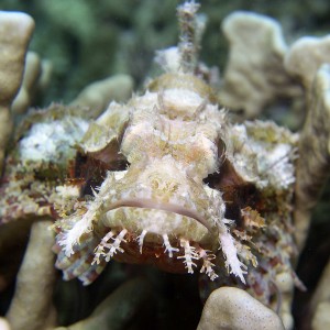 scorpionfish-portrait1