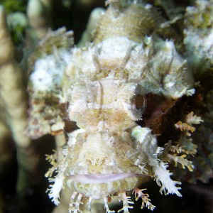 scorpionfish-portrait2