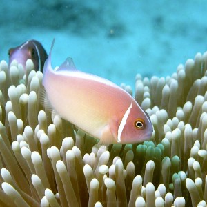 skunk-striped-anemone-fish