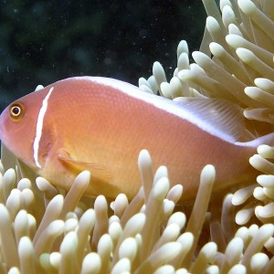Skunk-striped-anemone-fish2