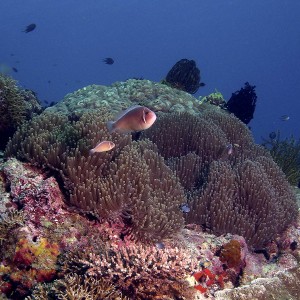 anemone-wideangle