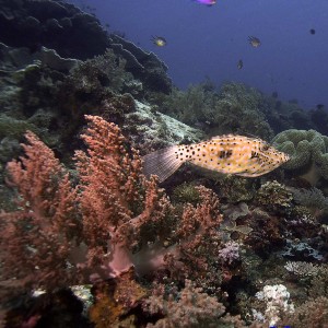 comet-and-softcoral