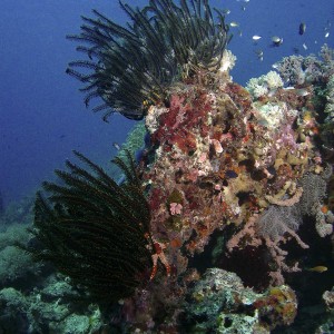 crinoids-and-a-brittle-star