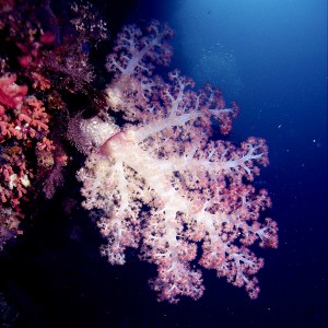 softcoral-tree-on-wall