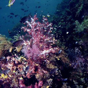 softcoral-scenery