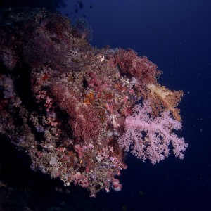 softcoral-on-wall-wideangle