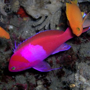 Squarespot Anthias