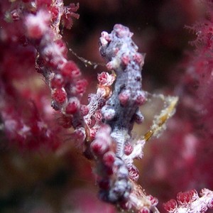 shy-pygmy-seahorse