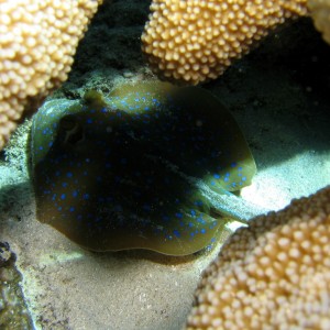 Blue Spotted Ray