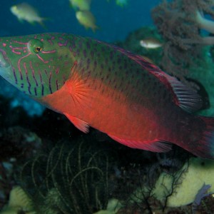 Two-tone wrasse