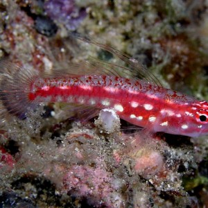 Spotted Triplefin