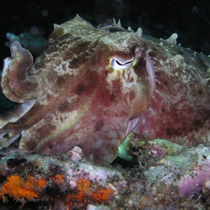 Cuttlefish