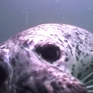 curious_harbour_seal
