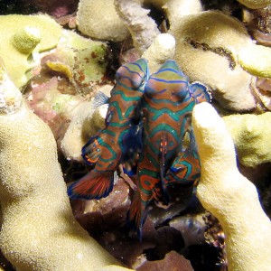 Mating Mandarin Fish