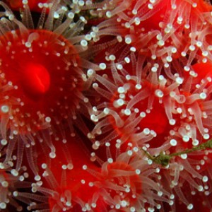 Strawberry anemone