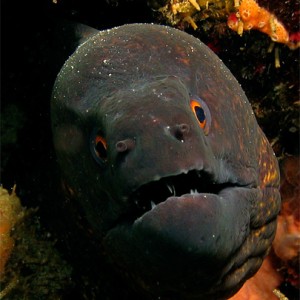 Yellow Margined Moray