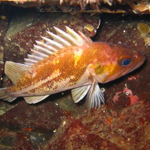 copper rockfish