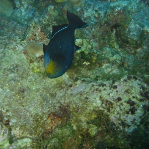 Black Durgon - Grand Cayman 2004