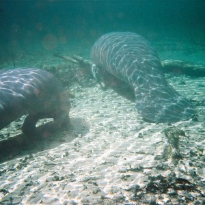 Manatee