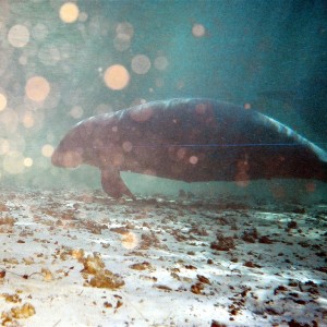 Manatee2