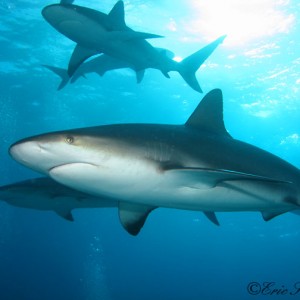 Shark Dives at Stuart's Cove