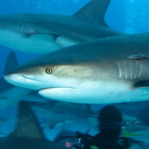 Shark Dives at Stuart's Cove