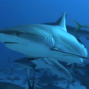 Shark Dives at Stuart's Cove