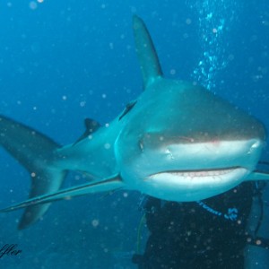 Shark Dives at Stuart's Cove