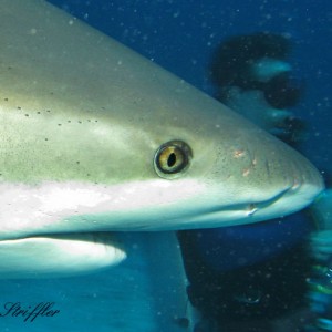 Shark Dives at Stuart's Cove