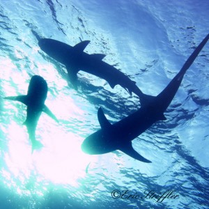 Shark Dives at Stuart's Cove