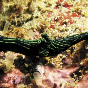 Nudibranch - Nembrotha kubaryana