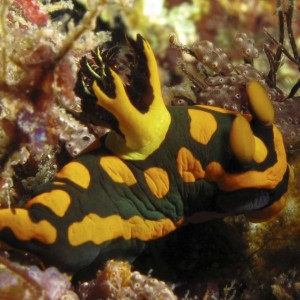 Nudibranch - Tambja gabrielae