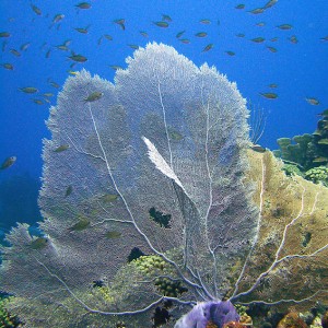 bonaire