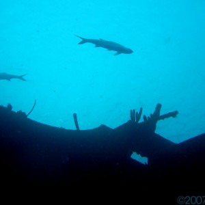 Bonaire- Hilma Hooker wreck with Tarpons hovering above.