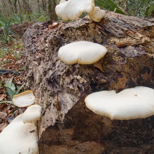 Fungi245