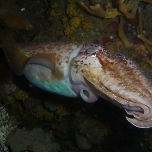 Cuttlefish under the bow