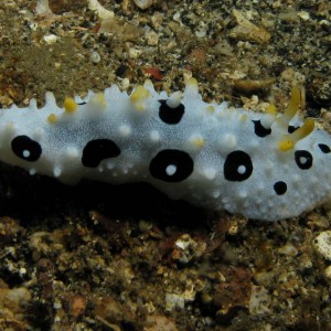 Nudibranch_Phyllidia_babai