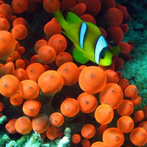 Clown fish