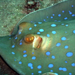 Blue spotted ray